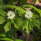 Goldenseal plant with two white star-shaped flowers and green leaves