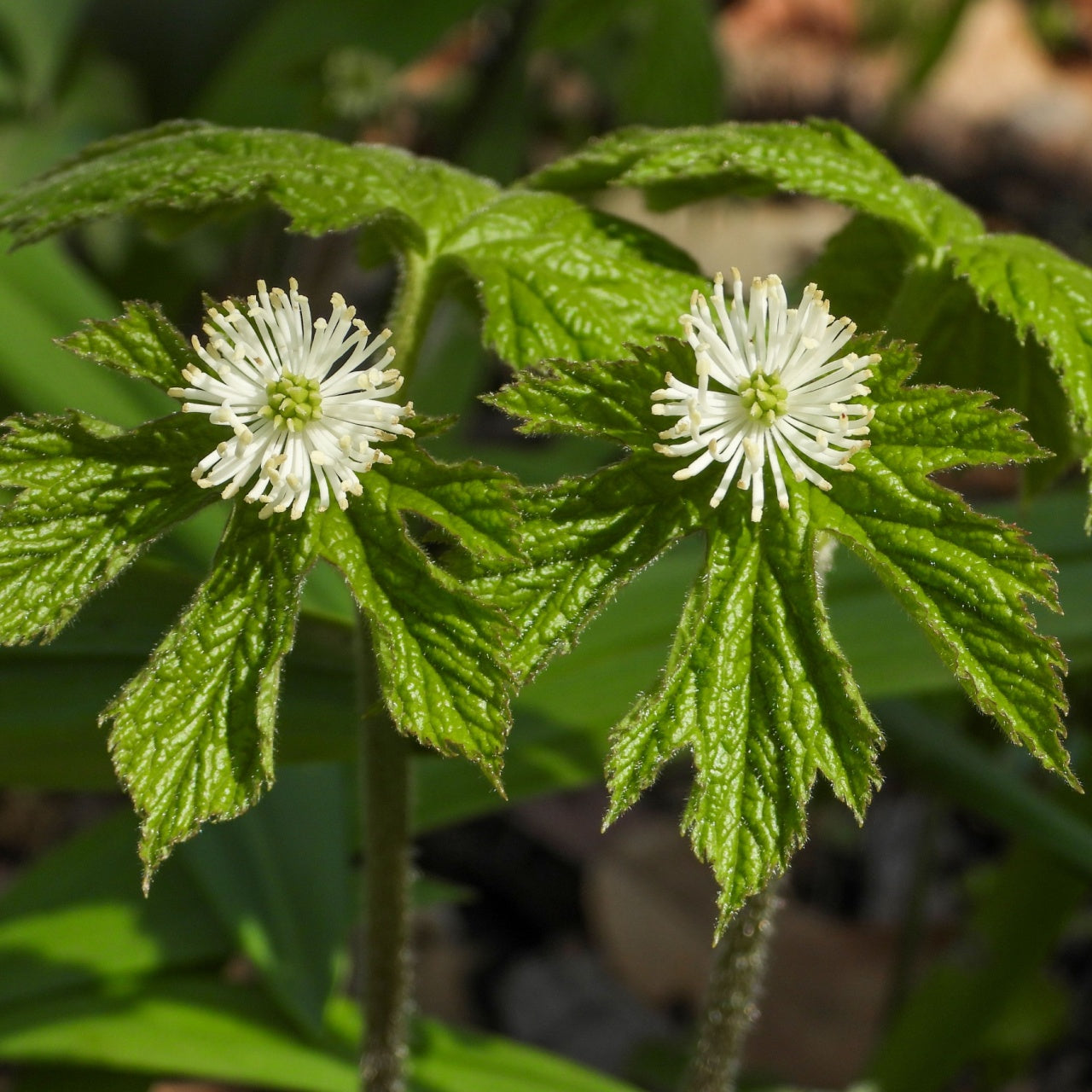 Goldenseal plant with two white star-shaped flowers and green leaves