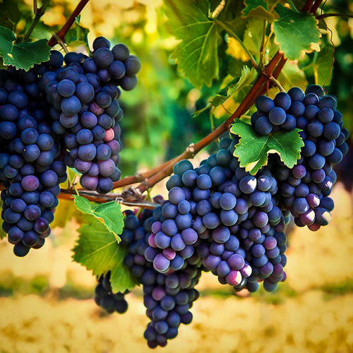 Ripe deep purple grapes hanging from Grape Vine Plant with green leaves