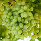 Fresh plump green grapes hanging from Grape Vine Plant