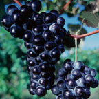 Cluster of deep purple glossy grapes on Grape Vine Plant