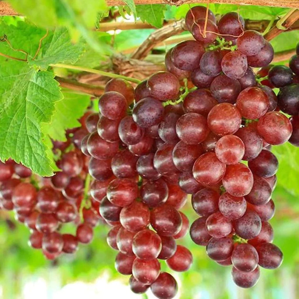 Ripe deep purple grapes on Grape Vine Plant with green leaves