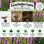 A Grayfeather Liatris bare root planting guide infographic showing four steps: what you receive, soak, plant, and enjoy next summer, with a photo of purple liatris flowers at the bottom.