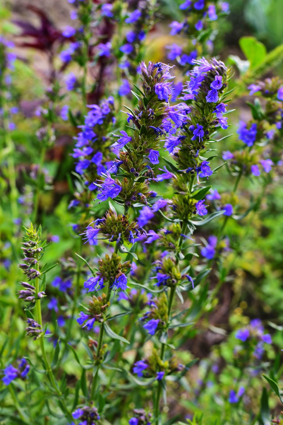 Great Blue Lobelia vibrant purple flower clusters with green stems