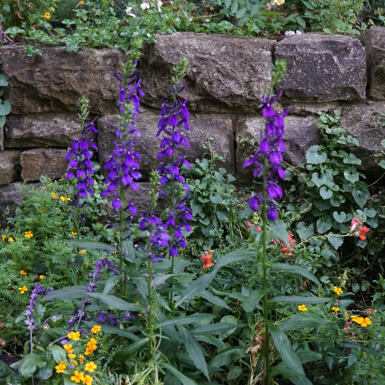 Great Blue Lobelia vibrant purple bell flowers on tall stems by stone wall
