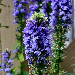 buy Great Blue Lobelia online 