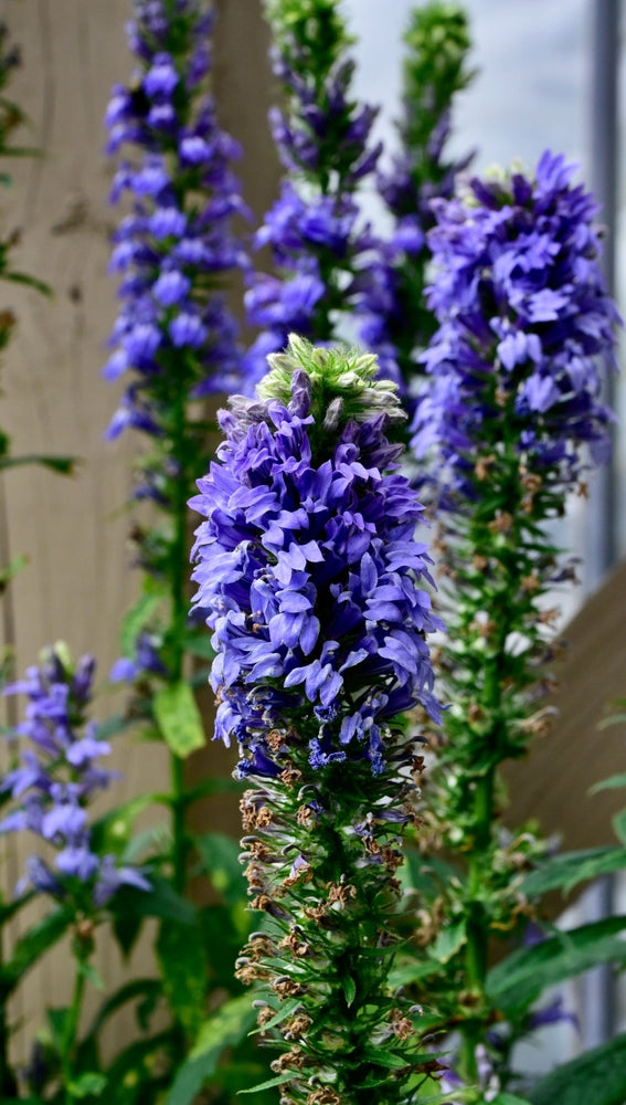buy Great Blue Lobelia online 