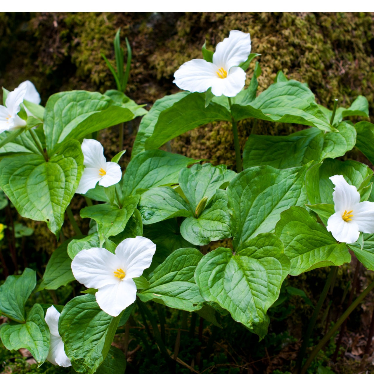 White Trillium flowers with delicate petals, yellow centers, lush green leaves