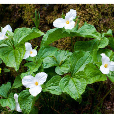 White Trillium flowers with delicate petals, yellow centers, lush green leaves