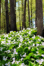 White trillium flowers carpet sun-dappled forest floor beneath tall trees