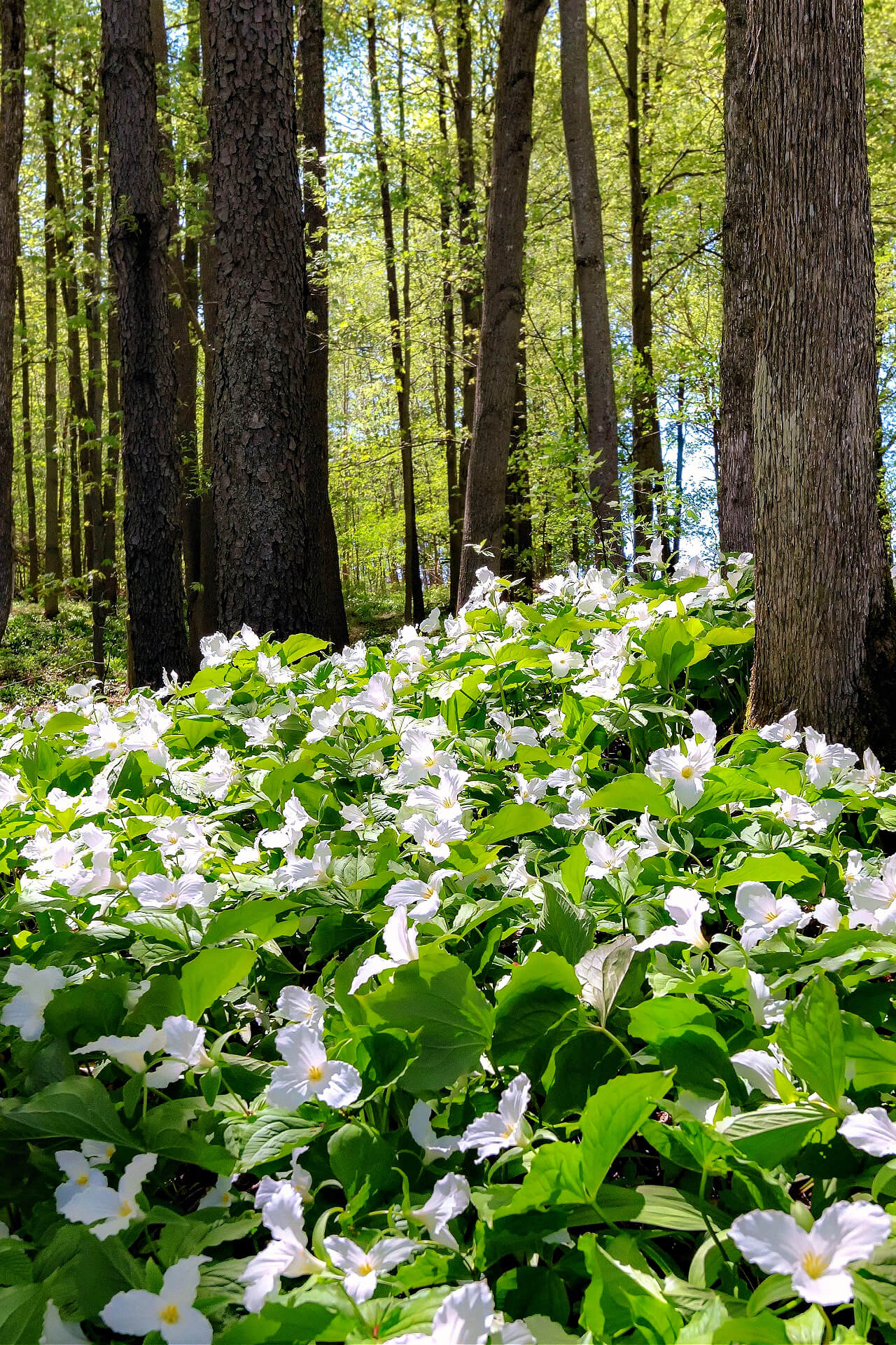 White trillium flowers carpet sun-dappled forest floor beneath tall trees