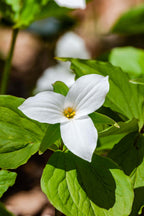 Delicate white trillium flower with yellow center and green leaves, Trillium Plant