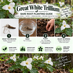 White Trillium
