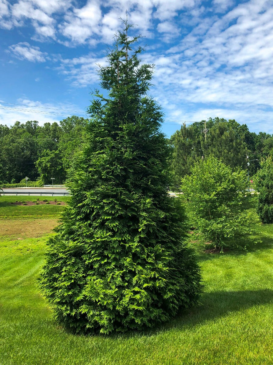 Tall Green Giant Arborvitae tree in grassy yard under blue sky
