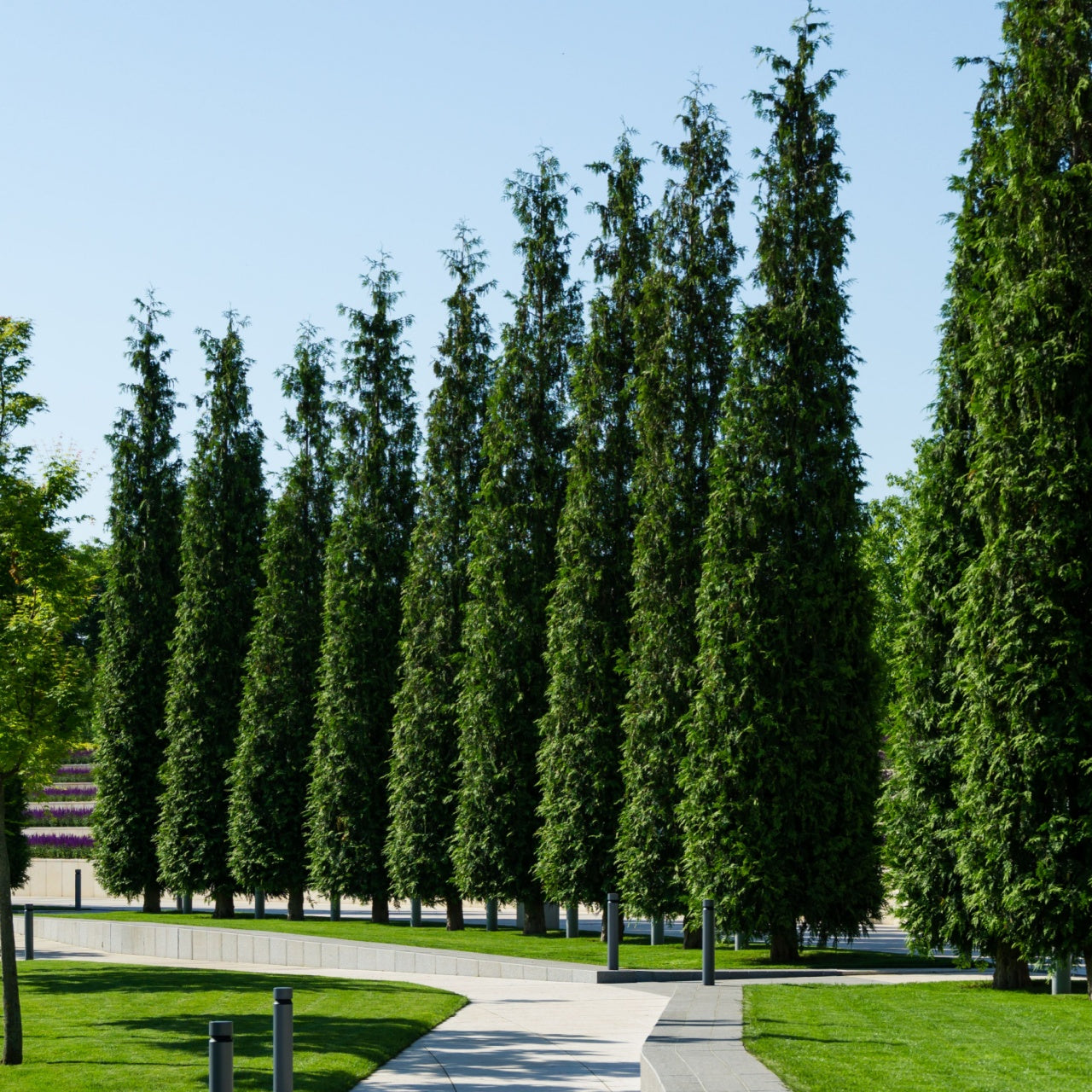 Row of tall slender Green Giant Arborvitae trees lining park pathway