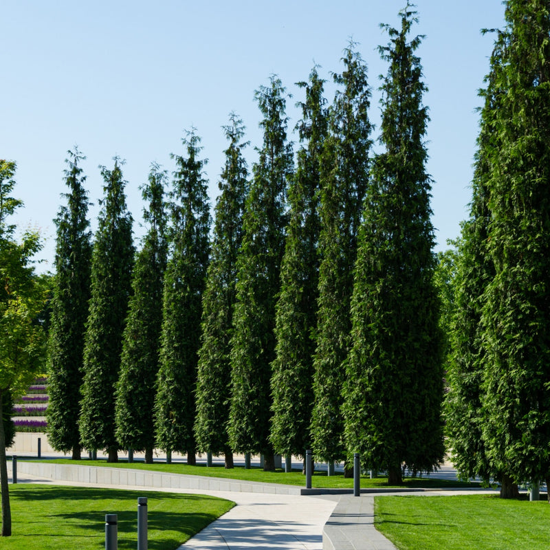 Row of tall slender Green Giant Arborvitae trees lining park pathway