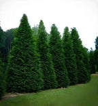 Row of tall dense Green Giant Arborvitae coniferous trees