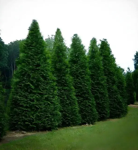 Row of tall dense Green Giant Arborvitae coniferous trees