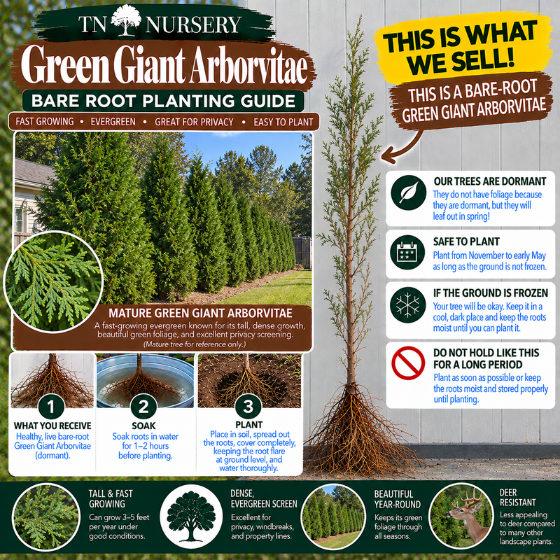 Green Giant Arborvitae Planting Guide