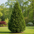 Green Giant Arborvitae #1 Gal - TN Nursery