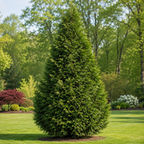 Green Giant Arborvitae #1 Gal - TN Nursery