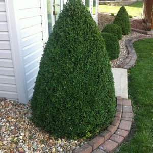 Green Mountain Boxwood 6-10 inch lush conical topiary bush