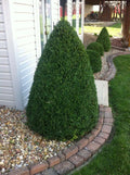 Green Mountain Boxwood 6-10 inch lush conical topiary bush