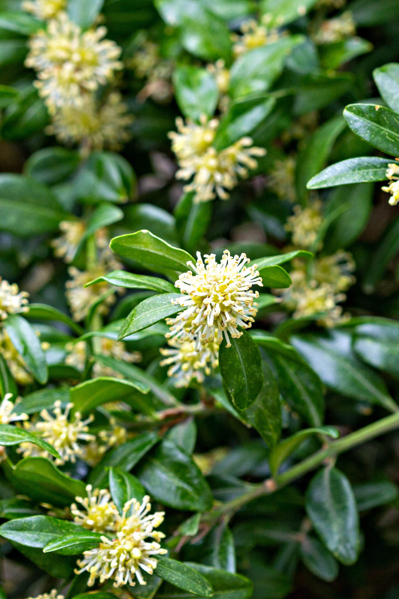 Green Mountain Boxwood 6-10’’ with pale yellow flower clusters on glossy leaves