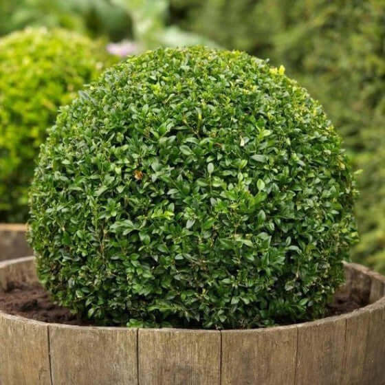 Green Velvet Boxwood Shrub in lush spherical topiary wooden barrel