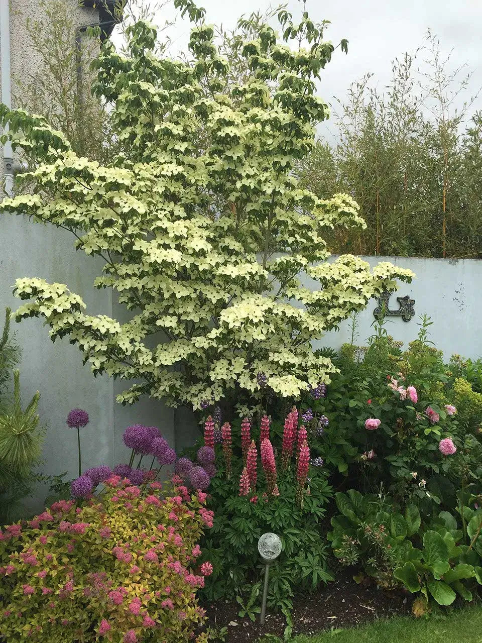 Greensleeves Kousa Dogwood tree with white blossoms in vibrant garden