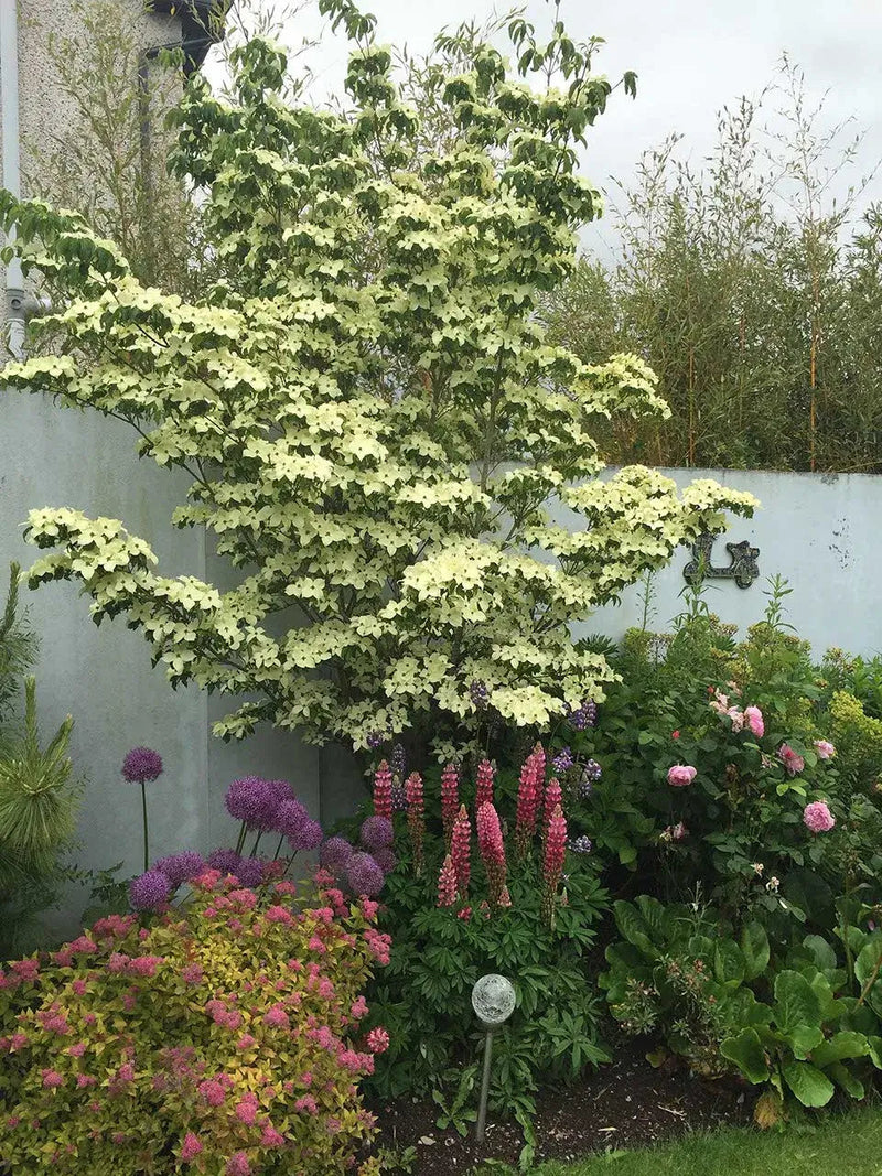 Greensleeves Kousa Dogwood tree with white blossoms in vibrant garden