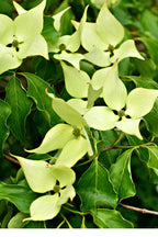 Pale green four-petaled flowers on Greensleeves Kousa Dogwood Tree foliage