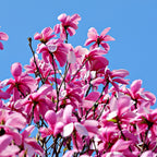 Magnolia Jane #1 Gal - TN Nursery