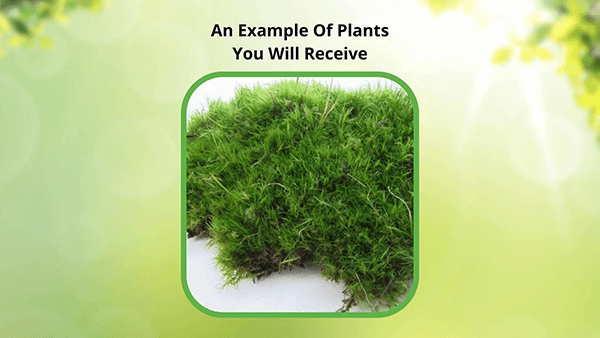 Lush Haircap Moss plant with vibrant green dense foliage