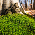 Haircap moss with vibrant green fronds blanketing tree bark
