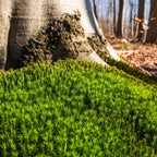 Haircap moss with vibrant green fronds blanketing tree bark