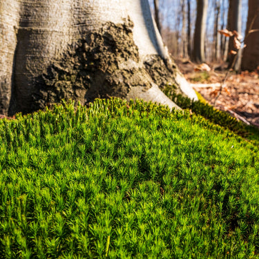 Haircap moss with vibrant green fronds blanketing tree bark