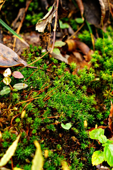 Vibrant Haircap Moss with spiky green needle tips on forest floor