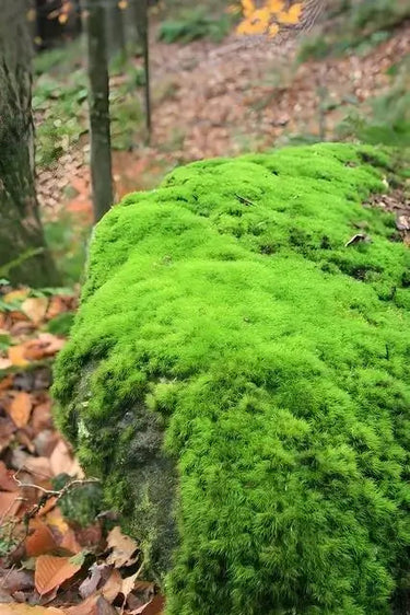 Haircap Moss: lush vibrant green moss-covered rock in forest