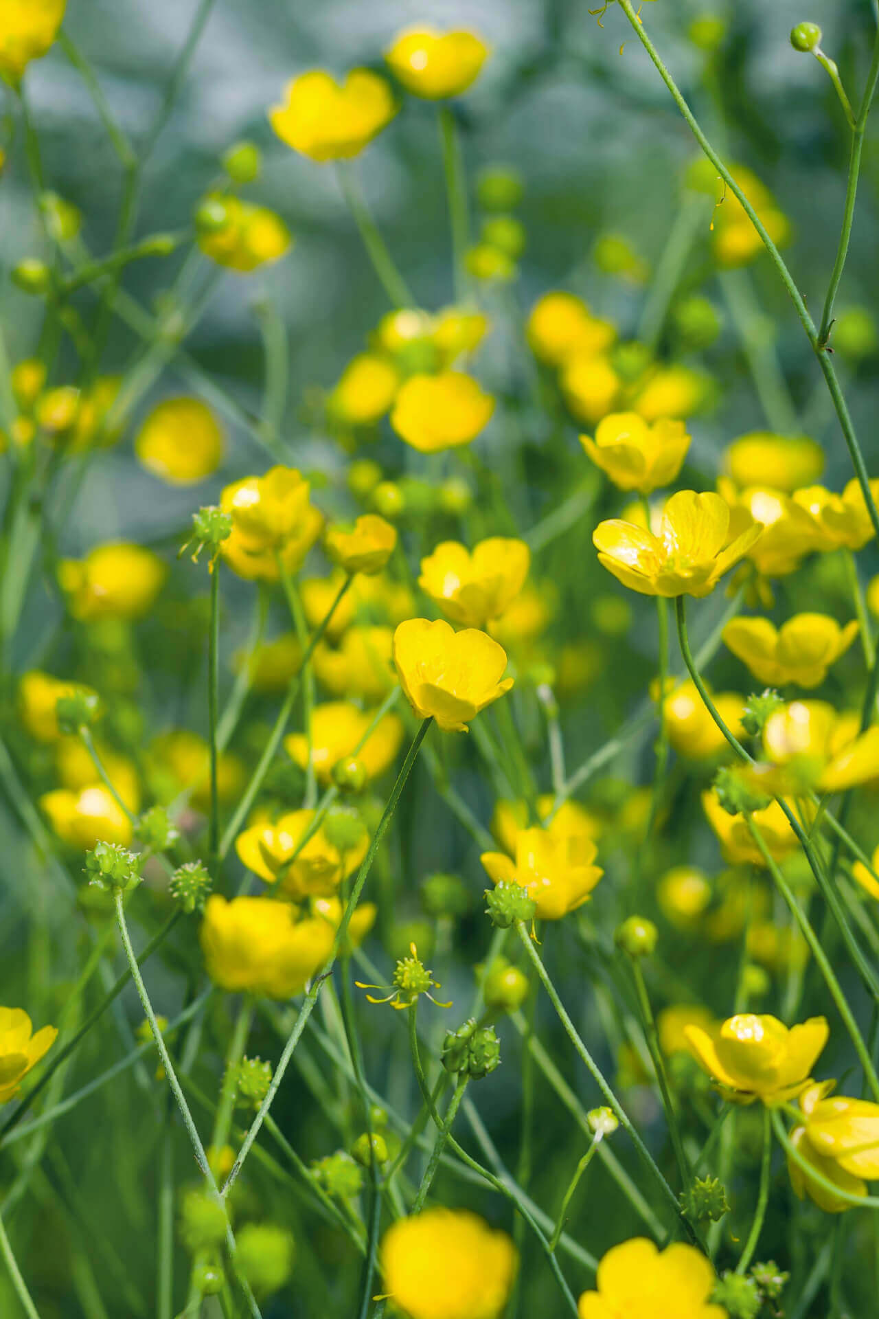 Hairy buttercup plant: field of bright yellow flowers with green stems and buds