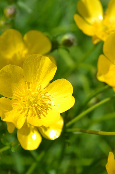 Hairy buttercup plant with bright yellow flower and green foliage