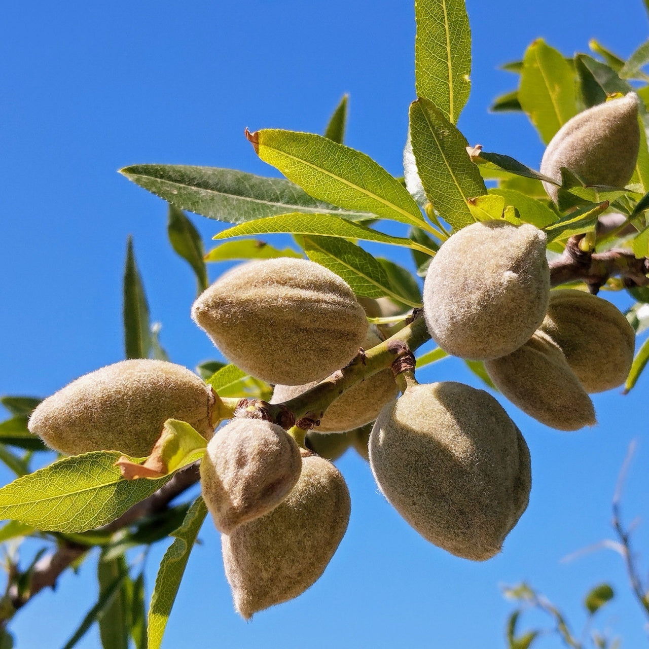 Hall’s Hardy Almond Tree with fuzzy light brown almonds on branch, blue sky