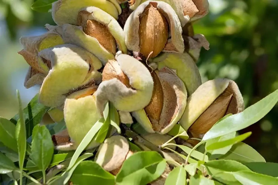 Hall’s Hardy Almond Tree greenish-yellow husks with nuts and green leaves