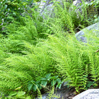 Lush Hay Scented Fern with vibrant green feathery fronds among rocks