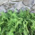 Lush Hay Scented Fern with feathery fronds on weathered stone