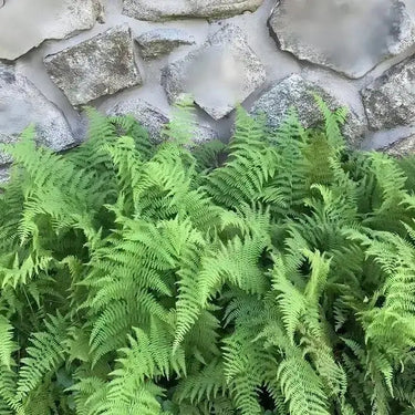 Lush Hay Scented Fern with feathery fronds on weathered stone