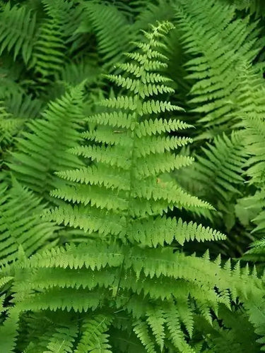 Hay Scented Fern with vibrant, lush green feathery fronds