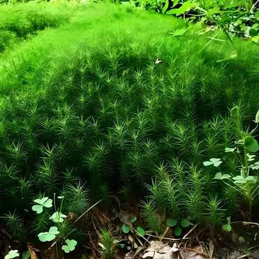Hedwigia ciliate moss: vibrant green patch with spiky shoots and clover leaves