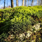 Hedwigia ciliate moss with vibrant green fronds on textured rock