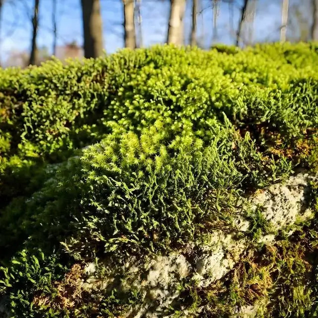 Hedwigia ciliate moss with vibrant green fronds on textured rock